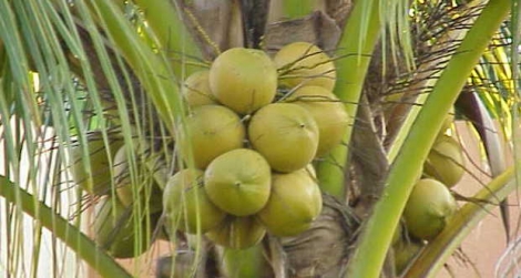 (Photo d’illustration) Plus de 9 000 noix de coco ont été volées dans un verger à Lallmatie. Quatre personnes ont été arrêtées.
