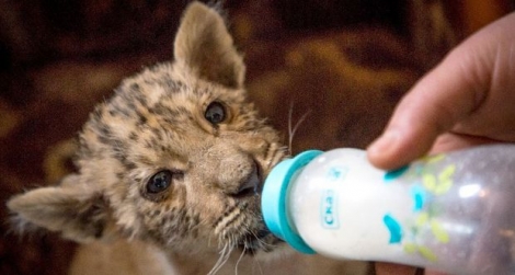 Tsar, un bébé ligre né d'une passion extrêmement rare entre une tigresse et un lion.