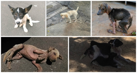 Des ONG militant pour le bien-être des chiens errants ont déposé une demande en Cour suprême pour une révision judiciaire des méthodes de la MSAW.