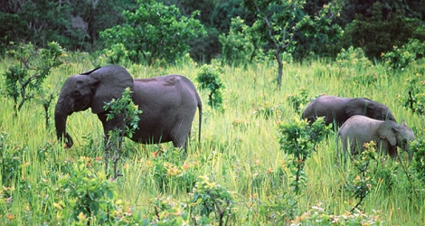 Le nombre des éléphants dans le sud du parc, qui se trouve à 58 kilomètres du plus proche grand axe routier gabonais, a été un peu réduit.