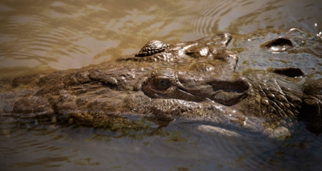 Le crocodile a été tué mardi par deux grosses pierres.