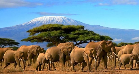 Considéré comme le plus grand trafiquant d’ivoire en Afrique de l’Est.