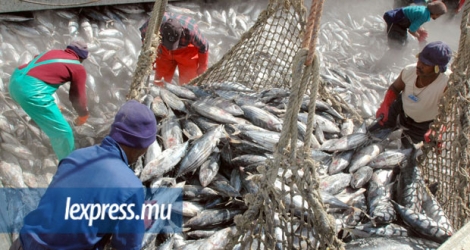 La production de thons et autres poissons issues de la pêche en banc a grimpé de 20,7 % en 2016.