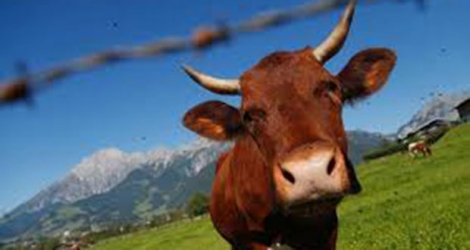 Le mari et le fils de la randonneuse réclament 360.000 euros de dommages et intérêts au paysan propriétaire de la vache, dans une procédure civile qui doit être plaidée au printemps.