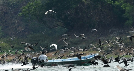 Des centaines de cormorans, oiseaux plongeurs gros consommateurs de poissons pêchent sur le lac de Suchitlan au Salvador le 30 mars 2017.