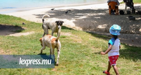L’AHRIM souhaite la mise sur pied d’un comité national pour régler le problème de chiens errants sur nos plages. [Devind Jhundoo]