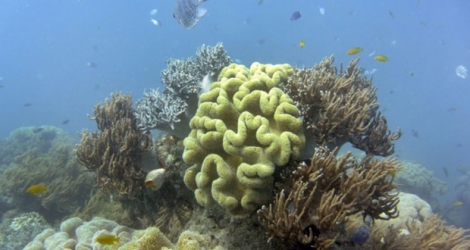 Des coraux sur la Grande barrière de corail en Australie le 22 septembre 2014