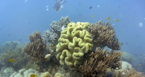 Des coraux de la Grande Barrière, le 22 septembre 2014 en Australie.