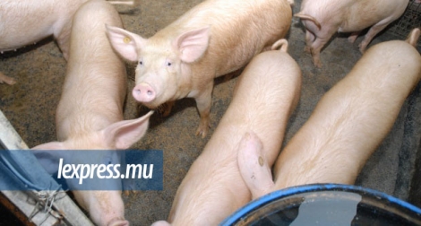 L’élevage local de porcs sera stimulé par de nouvelles mesures de la Mauritius Meat Authority.