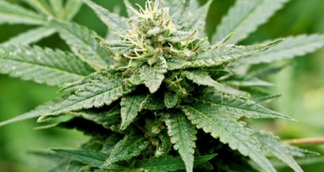 La brigade anti-drogue de la police tchèque a annoncé mardi avoir démantelé un réseau international de production de cannabis et de distribution de cocaïne.