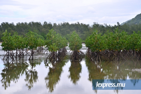 Les mangroves forment des écosystèmes vivants.