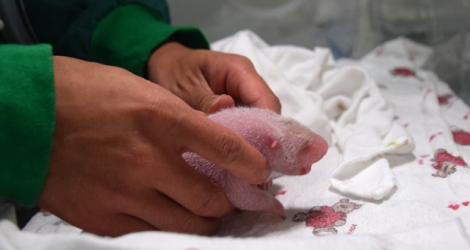 Le bébé panda, d'un rose pâle et pas plus grand qu'une main, est né lundi matin dans la province du Sichuan (centre-ouest).