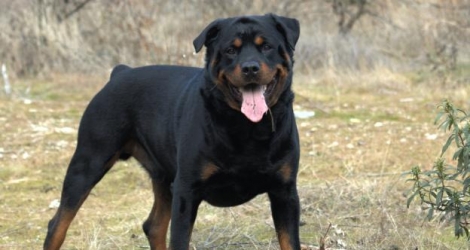 En France, depuis 2008, la détention d'un Rottweiler est encadrée par la loi française.