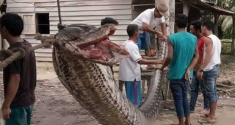 Le vigile âgé de 37 ans, qui aime parfois manger du serpent, a essayé d'attraper le python géant avec un sac de jute, mais l'animal ne s'est pas laissé faire et lui a mordu le bras gauche, qui a failli être sectionné.