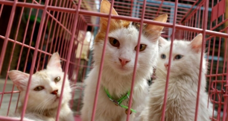 Des chats dans un refuge pour animaux à Bagdad, le 20 septembre 2017