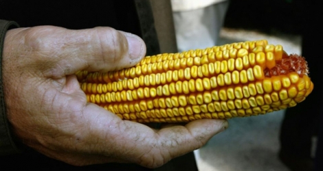 Des chercheurs américains ont modifié génétiquement du maïs afin qu'il produise un acide aminé contenu dans la viande.