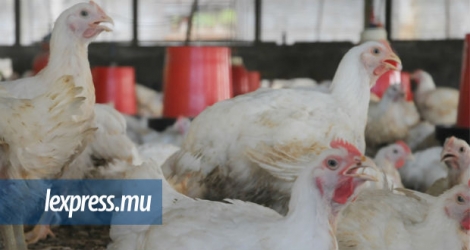 La découpe de poulet est une des tâches que les agents de production devront effectuer.