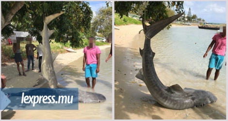 Un requin-tigre et un requin bouledogue auraient été «pris au piège» près de la ferme aquacole de Grand-Gaube.