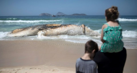 La dépouille d'une baleine échouée sur la plage d'Ipanema à Rio, le 15 novembre 2017.