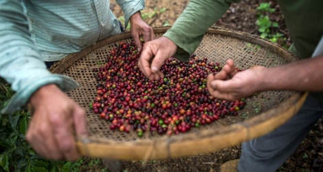 Récolte de café dans une ferme de Forquilha do Rio, dans la commune de Dores do Rio Preto, au Brésil, le 23 novembre 2017