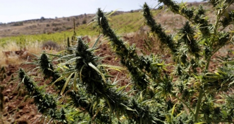 Un champ de cannabis dans la vallée de la Bekaa, au Liban