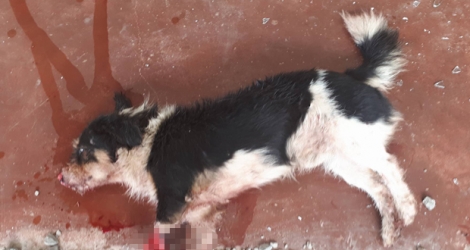 Blacky, un des chiens tailladés par Nikhil Aumeer, se remet de ses blessures. Un individu reconnu coupable de maltraitance animale risque une peine de prison de six mois.