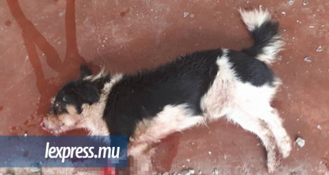 Blacky, un des chiens tailladés par Nikhil Aumeer, se remet de ses blessures. Un individu reconnu coupable de maltraitance animale risque une peine de prison de six mois.