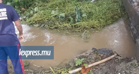 La rivière à Riche-Mare, dans l'est de Maurice, était bloquée par des nénuphars qui flottaient en formant une masse compacte ce 10 janvier 2018.