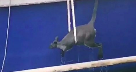 Le wallaby sauvé dans le port de Sydney par un ferry le 1er février 2018.