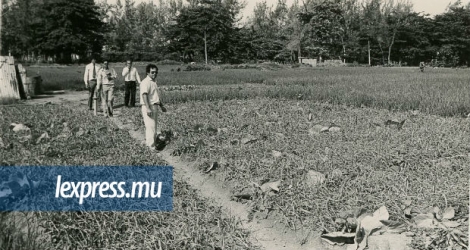 Des propriétés sucrières louaient des terrains à des planteurs de tabac. Ainsi, la canne à sucre et le tabac étaient cultivés sur la même terre.