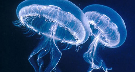 (Photo illustration) En cas de piqûre de méduse, il ne faut surtout pas faire saigner la plaie.