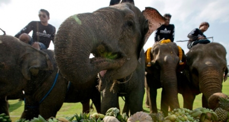 Des éléphants se restaurent de fruits et de légumes avant le début d'un tournoi de polo à Bangkok, le 8 mars 2018.