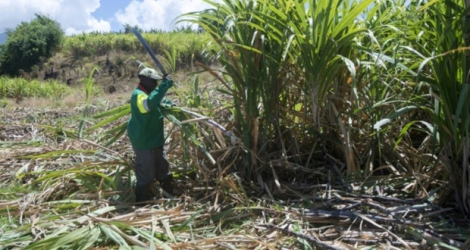 Un ouvrier agricole coupe des cannes à sucre près de la distillerie Bologne en Guadeloupe, le 12 avril 2018.