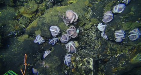 Des poulpes inconnus ont été découverts tout au fond de l’océan Pacifique. © P. Torres / G. Wheat