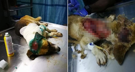 Reda Chamroo a retrouvé la chienne brûlée sur la plage du Goulet.