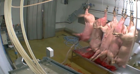Images de cochons suspendus dans l'abattoir municipal d'Alès prises par l'association L214.