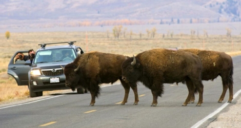 Bisons dans le parc national de Grand Teton, au nord-ouest de l'État du Wyoming, aux États-Unis, le 4 octobre 2012.