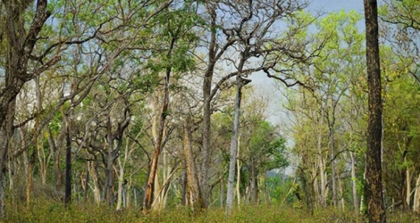 L’abattage des arbres dans le sud de la capitale indienne a déjà commencé.