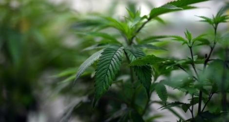 Des plants de cannabis ont été découverts dans l'enceinte d'un bâtiment utilisé par des parlementaires japonais à Tokyo 