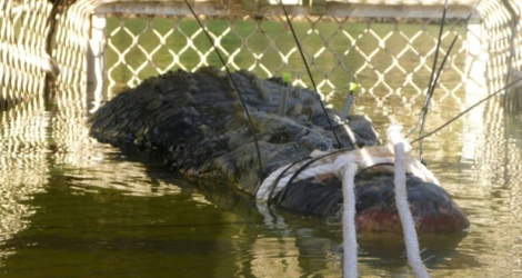 Photographie prise le 9 juillet 2018 et publiée le 10 juillet par l'organisme Northern Territory Parks and Wildlife montrant un énorme crocodile marin retrouvé au fond d'un piège en Australie après huit ans de traque.