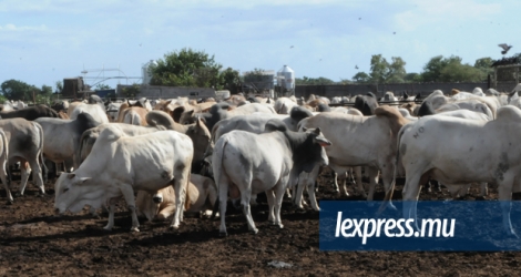 Ceux qui vendent le bétail à un prix plus élevé seront passibles d’une amende ne dépassant pas Rs 100 000.