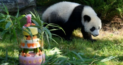 Le bébé panda Yuan Meng, un an, découvre son gâteau d'anniversaire dans son enclos du zoo de Beauval, le 4 août 2018 à Saint-Aignan-du-Cher.