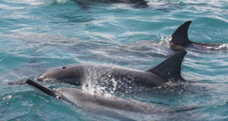 Une famille de dauphins à long bec (Stenella longirostris).