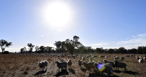 Des moutons paissent dans la région de Duri, en Nouvelle-Galles du Sud, où sévit une implacable sécheresse, le 7 août 2018