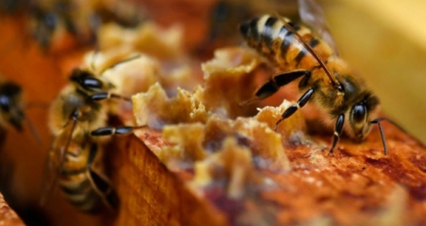 Des abeilles sur des cadres de miel à Ploerdut, dans l'ouest de la France.