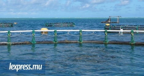 L’AHRIM conteste le permis Environment Impact Assessment octroyé à la compagnie aquacole Growfish.