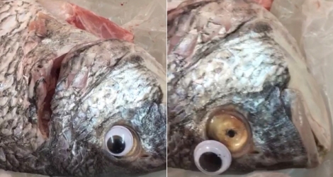 L’œil en plastique glissait du visage du poisson comme le montre la photo.