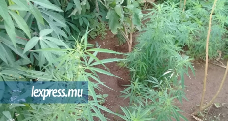 C’est à Pétrin, sur un terrain en friche, que les plantes de cannabis ont été découvertes.