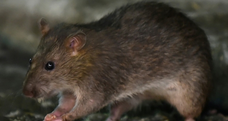 Il n’existait aucune preuve que la maladie pouvait être transmise par le rat à l’homme.