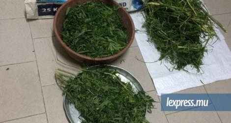 : Du cannabis a été saisi au domicile de Shariff Auroo à Cent-Gaulettes, hier, samedi 29 septembre. 